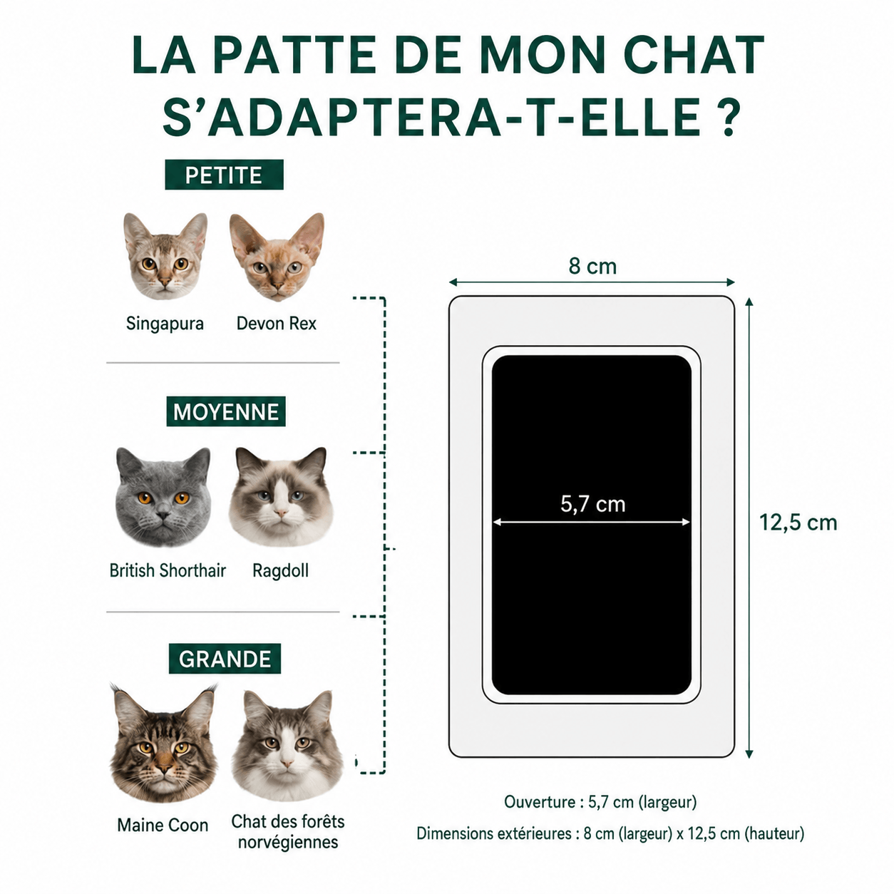 Le Kit d’Empreintes Parfait pour Chat